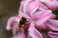 Bee on a hyacinth flower Royalty Free Stock Photo