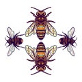 Bee illustration using a hand drawing style Royalty Free Stock Photo
