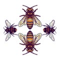 Bee illustration using a hand drawing style