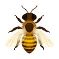 Bee. Image of a realistic working honey bee. Bee, top view. Vector illustration isolated on a white background Royalty Free Stock Photo