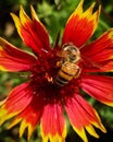 Bee on Indian blanket Royalty Free Stock Photo