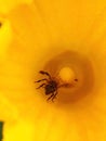 A bee, indispensable pollinator, covered with pollen comes out of a yellow pumpkin flower