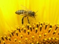 Bee on inflorescence of sunflower. Royalty Free Stock Photo