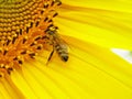 Bee on inflorescence of sunflower. Royalty Free Stock Photo