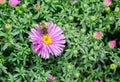 Bee, insect collects pollen on pink flower Royalty Free Stock Photo