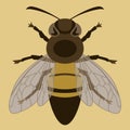 Bee insect, vector illustration, front side