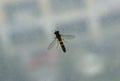 Bee insect on a window Royalty Free Stock Photo