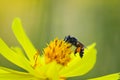 Nature\'s Pollinator: A Close-Up of a Bee on a Yellow Flower in a Vibrant Environment