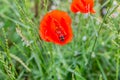 Bee inside a common poppy with its vivid red petals among bushes with green foliage