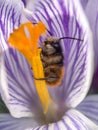 Bee inside a crocus flower in early spring garden. Soft selective focus Royalty Free Stock Photo