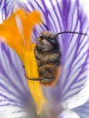 Bee inside a crocus flower in early spring garden. Soft selective focus Royalty Free Stock Photo