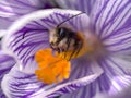 Bee inside a crocus flower in early spring garden. Soft selective focus Royalty Free Stock Photo