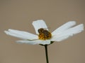 Bee Inside of Garden Cosmos Flower Cosmos Bipinnatus White Royalty Free Stock Photo