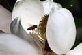 Bee inside Magnolia Blossom Royalty Free Stock Photo