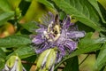 Bee inside a passion flower Royalty Free Stock Photo