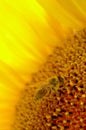 Bee inside of a sunflower