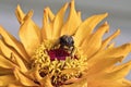 A Bee inside a Zinnia Flower washing it`s face with pollen Royalty Free Stock Photo