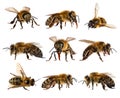 Bee isolated, Set nine bees or honeybees Apis Mellifera