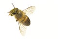 A Bee isolated on the white background