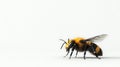 A bee isolated on white background with clipping path Royalty Free Stock Photo
