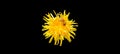 Bee on isolated yellow bright dandelion. black background Royalty Free Stock Photo