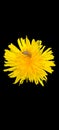 Bee on isolated yellow bright dandelion. black background Royalty Free Stock Photo