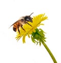 Bee on isolated yellow dandelion