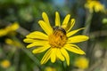 A bee with its legs full of pollen resting on a yellow daisy Royalty Free Stock Photo