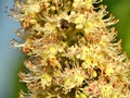 A bee on Japanese horse chestnut flower in the morning Royalty Free Stock Photo