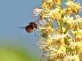 A bee on Japanese horse chestnut flower in the morning Royalty Free Stock Photo