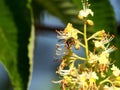 A bee on Japanese horse chestnut flower in the morning Royalty Free Stock Photo