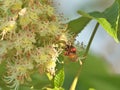 A bee on Japanese horse chestnut flower in the morning Royalty Free Stock Photo