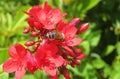 Bee on jatropha flowers, closeup