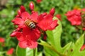 Bee on jatropha flowers, closeup