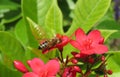 Bee on jatropha flowers, closeup