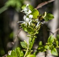 A bee just entering a honeysuckle flower ready to feed. Royalty Free Stock Photo