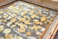 Bee keeper looking at frames of honey bee hive.