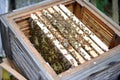 Bee keeper looking at frames of honey bee hive.