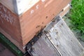 Bee keeper looking at frames of honey bee hive.