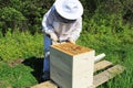 Bee Keeper Pulling Frames Apart with a Hive Tool Royalty Free Stock Photo