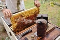 bee-keeper takes out of the beehive or apiary the frame for bees Royalty Free Stock Photo