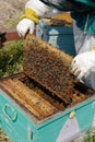 The bee-keeper takes out a framework with honey Royalty Free Stock Photo