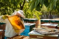 Bee keeper taking the full of honey wooden frame out of beehive. time to harvest the honey. Preparation for honey extraction.