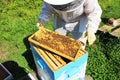 Bee Keeper Tending to their Bees