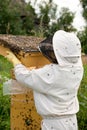Bee keeper at work Royalty Free Stock Photo
