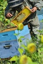 Bee Keeper Working with Bee Hives in a sunflower field Royalty Free Stock Photo