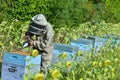 Bee Keeper Working with Bee Hives in a sunflower field Royalty Free Stock Photo