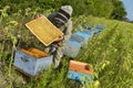 Bee Keeper Working with Bee Hives in a sunflower field Royalty Free Stock Photo