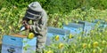 Bee Keeper Working with Bee Hives in a sunflower field Royalty Free Stock Photo