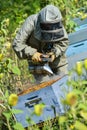 Bee Keeper Working with Bee Hives in a sunflower field Royalty Free Stock Photo